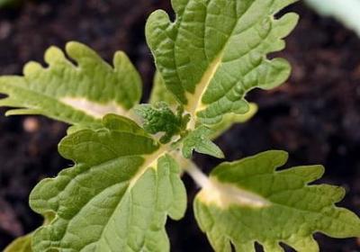 你的孤独虽败犹荣经典语录(热门80句)