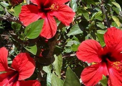 三八节日祝福语(合集50句)