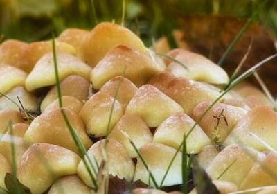 光头强经典语录(必备50句)