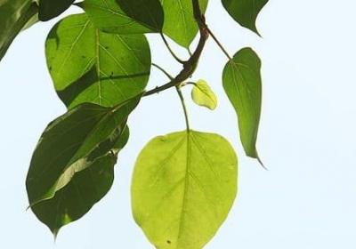 人间草木经典语录(通用20句)