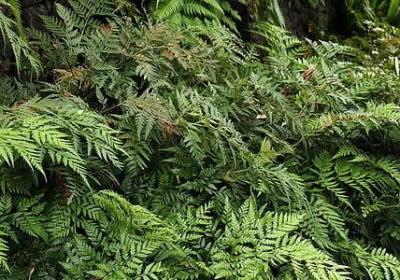 代表励志的植物(40句)