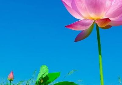 七八点钟的太阳全句子(优选50句)