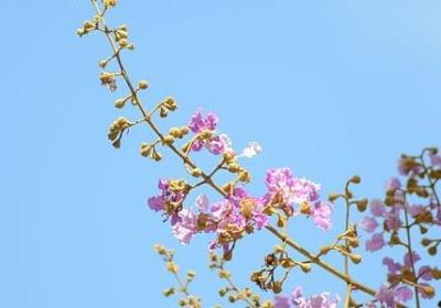 亲家母生日祝福语(优选50句)
