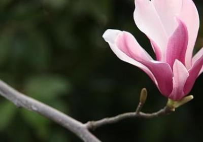 三月的句子(汇总40句)
