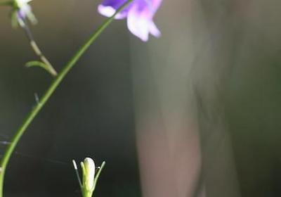 51节日祝福语(通用40句)