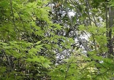 20岁女儿生日祝福语(汇总6句)