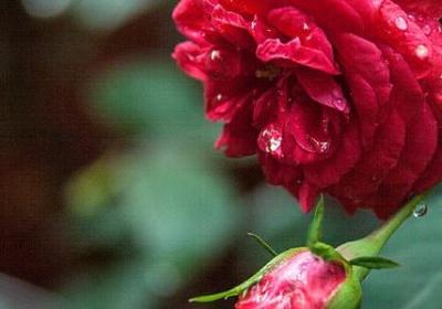 女婿祝妈妈生日祝福语(汇总10句)