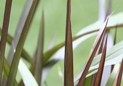 生死场萧红经典语录(合集70句) 生死场萧红经典语录(合集70句)