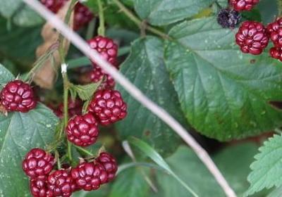 干工作经典语录(必备40句) 干工作经典语录(必备40句)