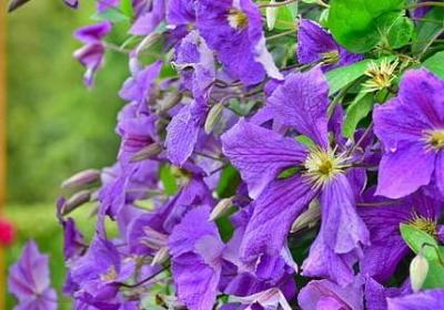 瞎子聋子哑巴经典语录(汇总50句) 瞎子聋子哑巴经典语录(汇总50句)