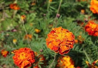 生活格言 经典语录(推荐80句) 生活格言 经典语录(推荐80句)