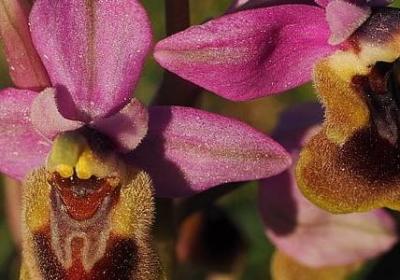 真正的成熟是经典语录(汇总29句) 真正的成熟是经典语录(汇总29句)