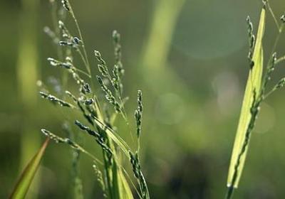 王大锤经典语录(热门30句)