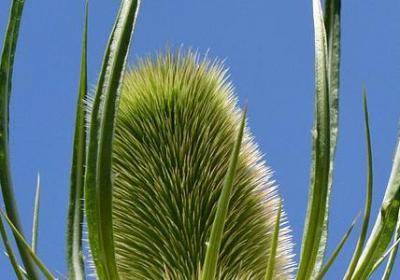 狗比人忠诚的经典语录(合集50句)