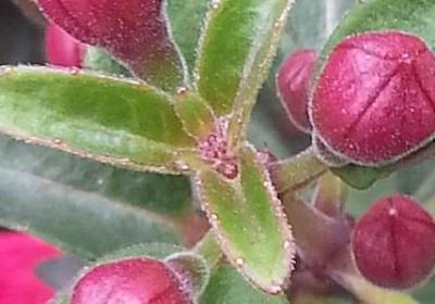 父母不容易的经典语录(通用60句)