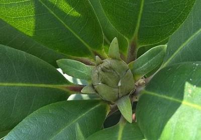 猫腻经典语录(热门40句)