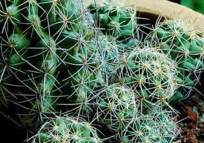 灰太狼经典语录(实用20句)