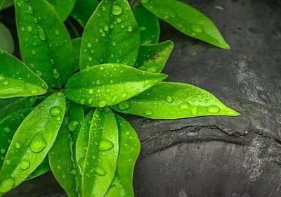 知己难求的经典语录(汇总80句) 知己难求的经典语录(汇总80句)