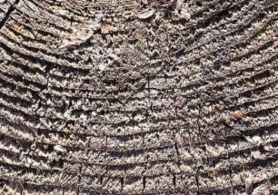 猪八戒经典语录(通用40句) 猪八戒经典语录(通用40句)