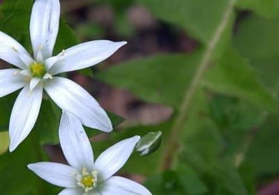 狼图腾经典语录(精选39句)