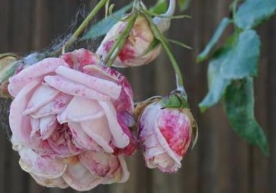 王菲说过的经典语录(精选40句)