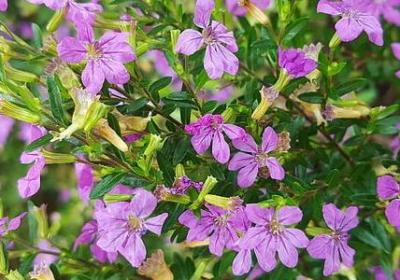 盗梦空间 经典语录(优选50句)