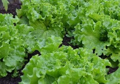 爱情的样子经典语录(热门50句)