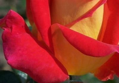 物语系列经典语录(推荐74句)