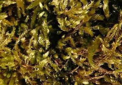 电影的经典语录(70句)