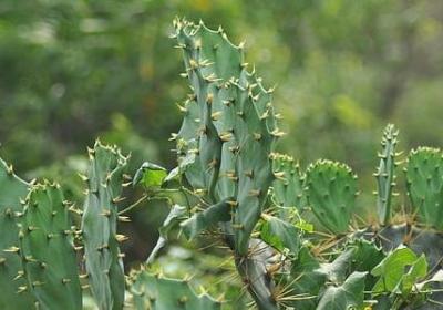 白轮船经典语录(通用44句)