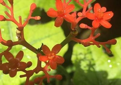 狄更斯双城记经典语录(合集16句)