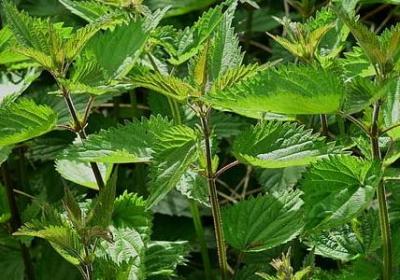 百年孤独经典语录(通用40句)