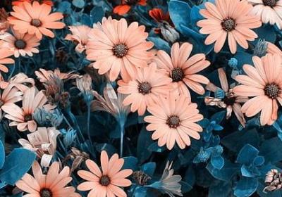 白鹿原的经典语录(精选40句)