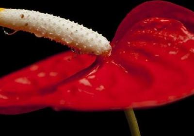 烟花经典语录(共60句)