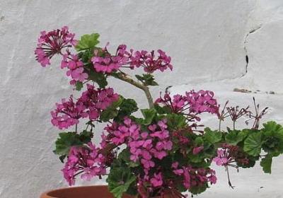 生如夏花经典语录(精选40句)