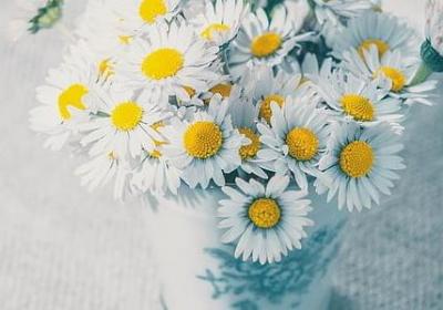 知更鸟女孩经典语录(必备21句)