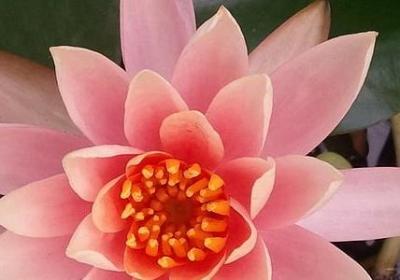 真正的爱情的经典语录(汇总60句)