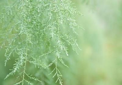 游乐王子经典语录(推荐20句)