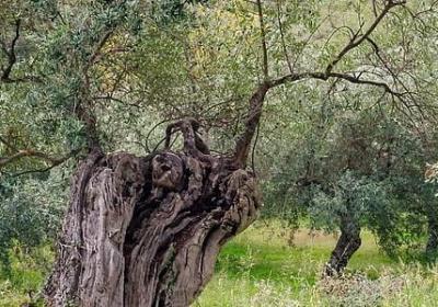 真诚与谎言的经典语录(通用42句)