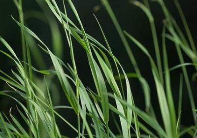 百年虚云经典语录(推荐60句)