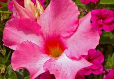 渣女经典语录(20句)