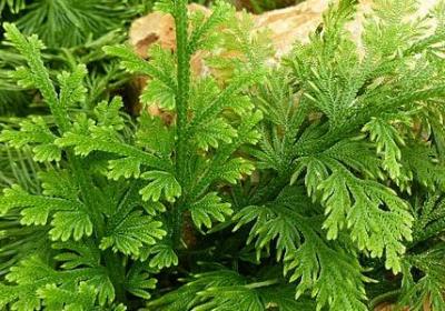 百度经典语录(20句)