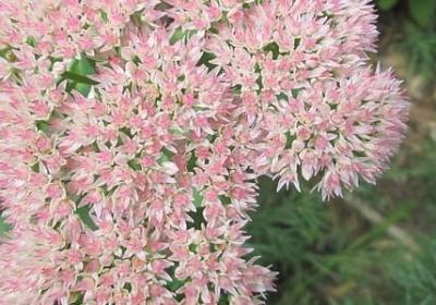 炒股经典语录(必备40句)