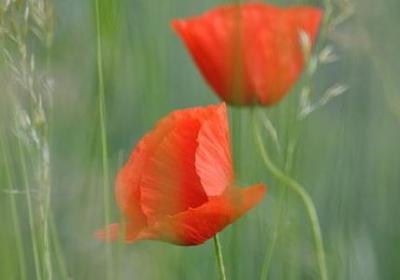 猫和老鼠的经典语录(实用81句)