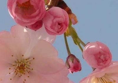 爱和自由经典语录(共80句)