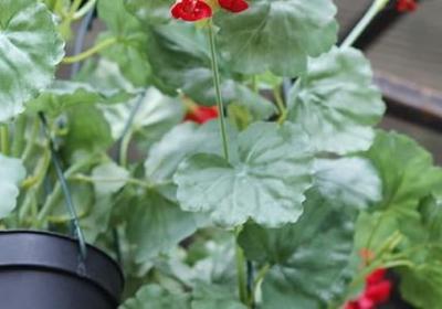 火锅经典语录(实用70句)