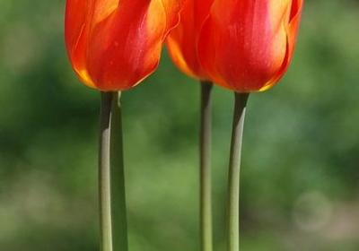 真心喂狗经典语录(共50句)