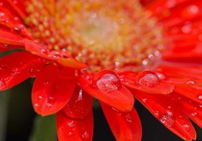 狐妖小红娘的经典语录(必备40句)