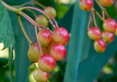 瘦身经典语录(优选40句)