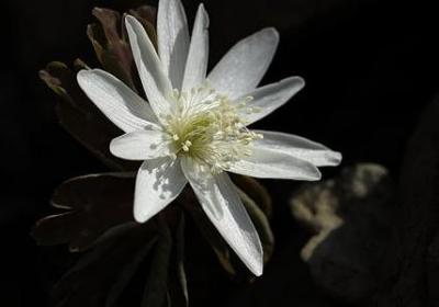 灿烂千阳经典语录(通用70句)